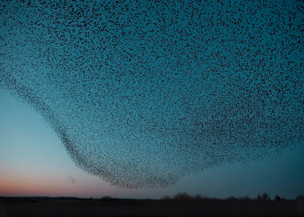 murmuration