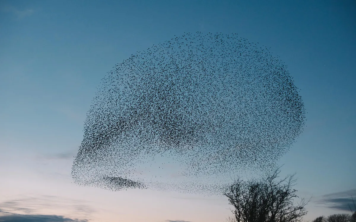 Murmurations
