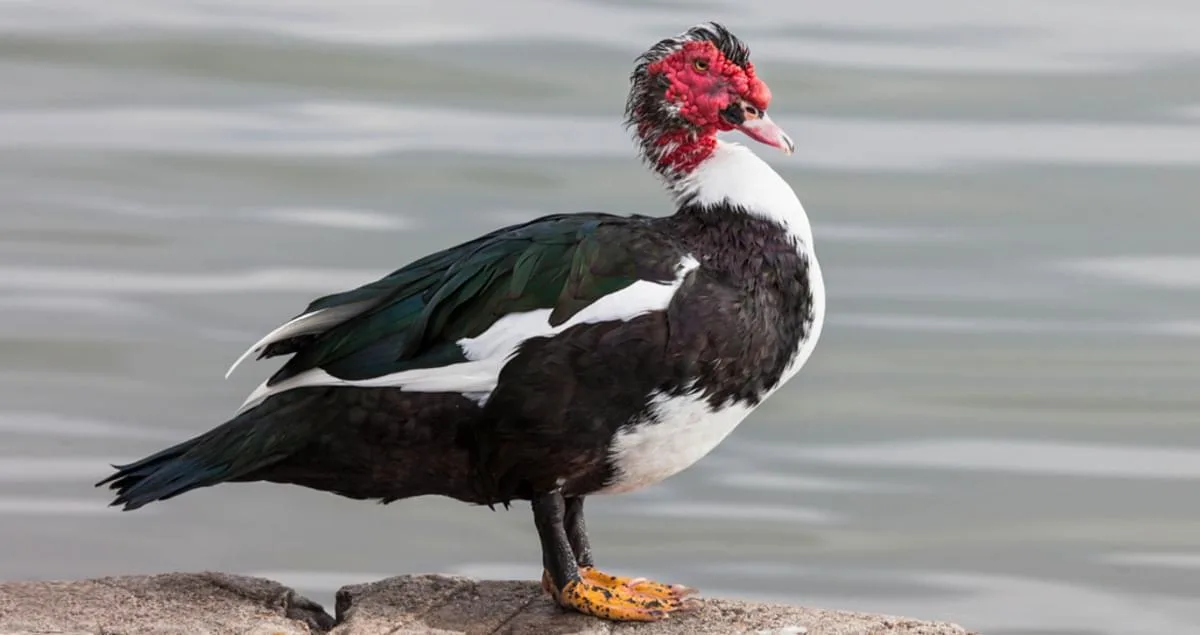 Muscovy Duck