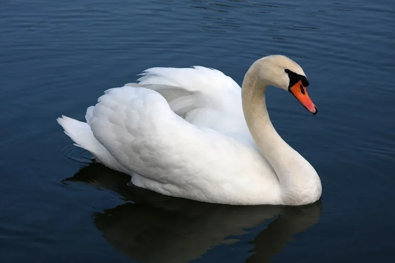 mute swan facts