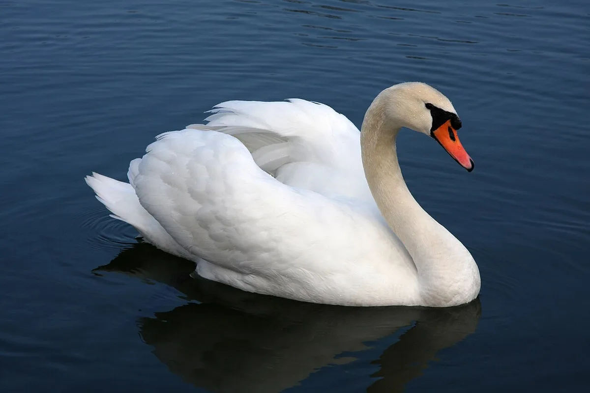 mute swan facts