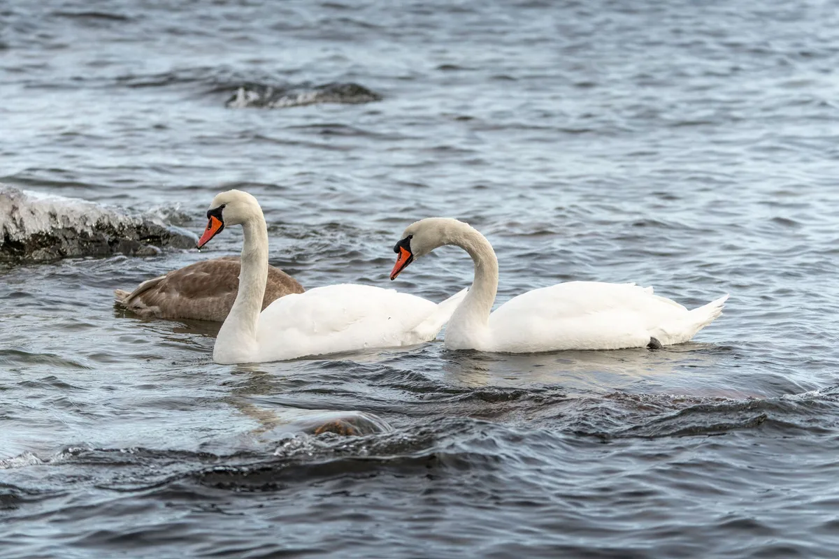 Mute Swan habitat
