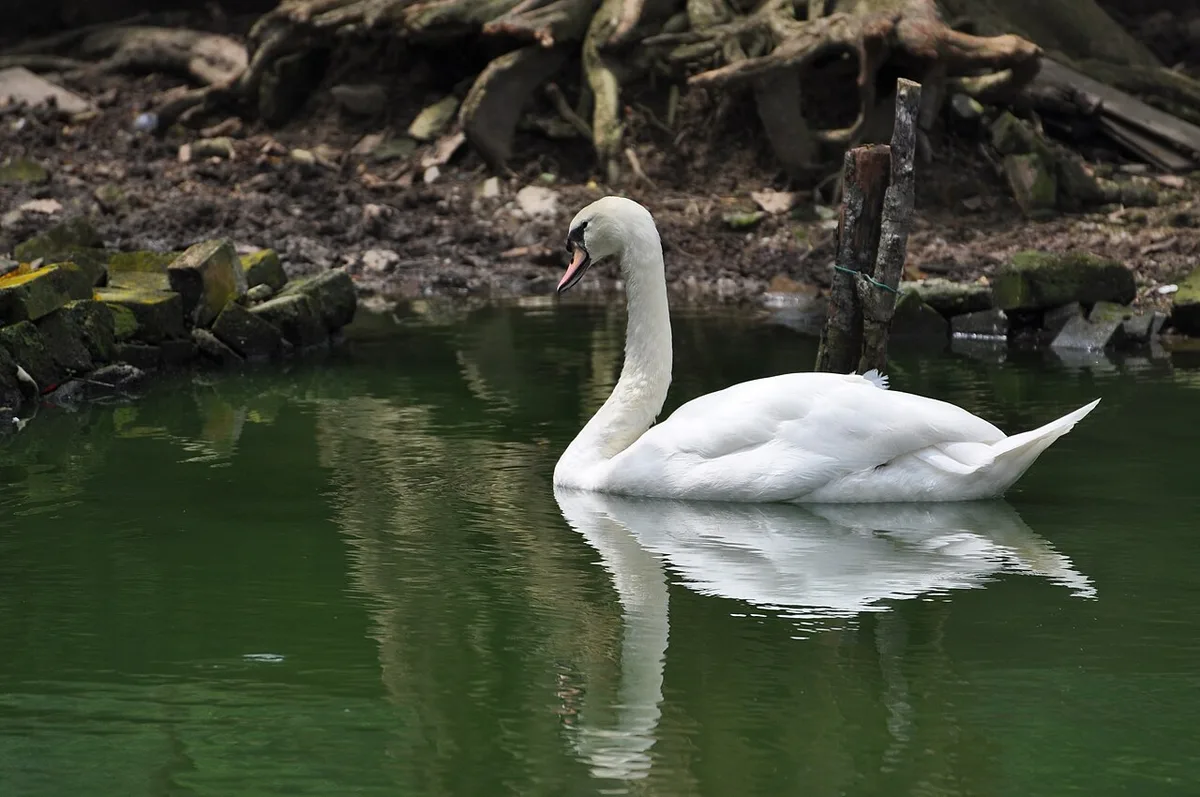 mute swans