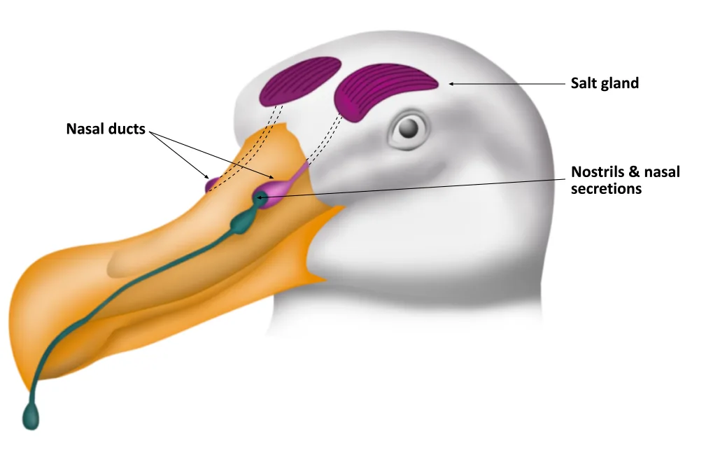 nasal salt secretion