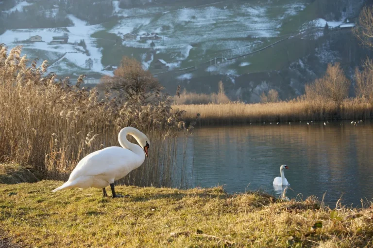 Natural Homes: Europe and Asia
