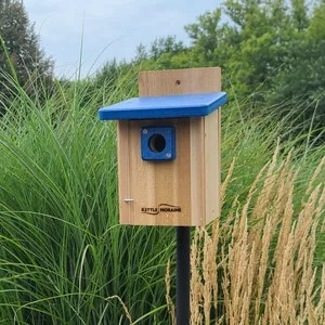nest boxes for birds