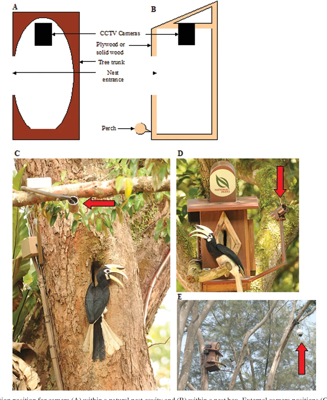 Nesting and Protection