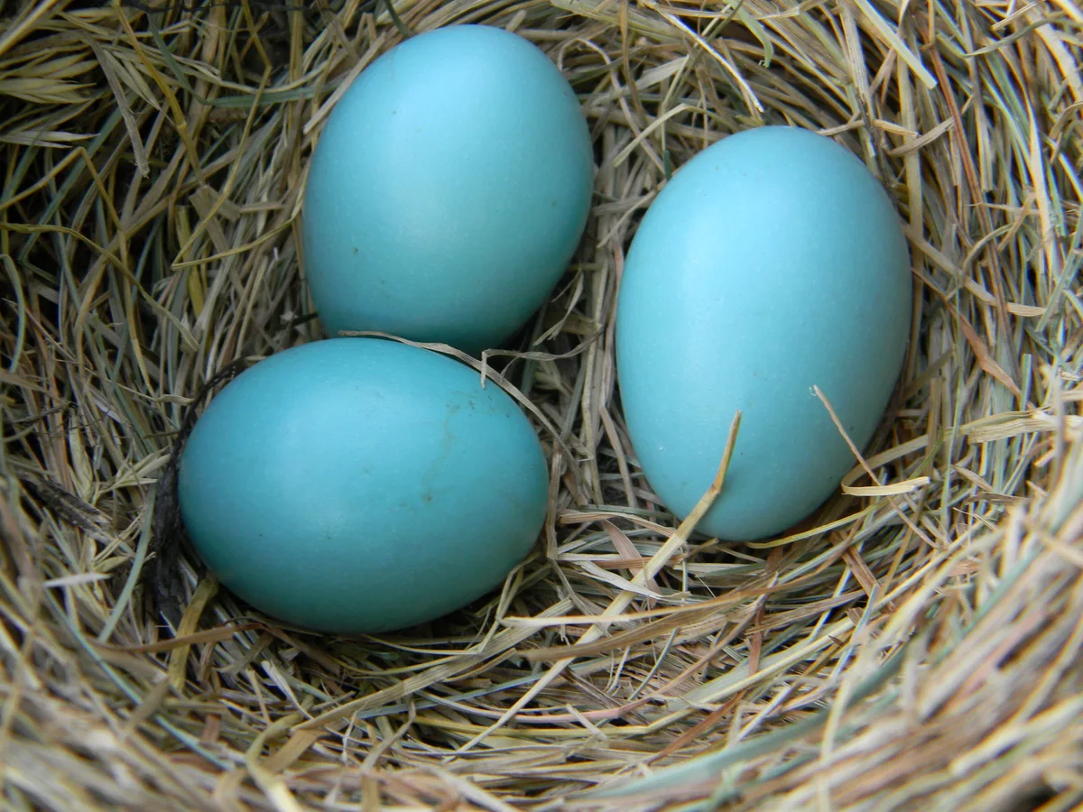 Nesting cycle