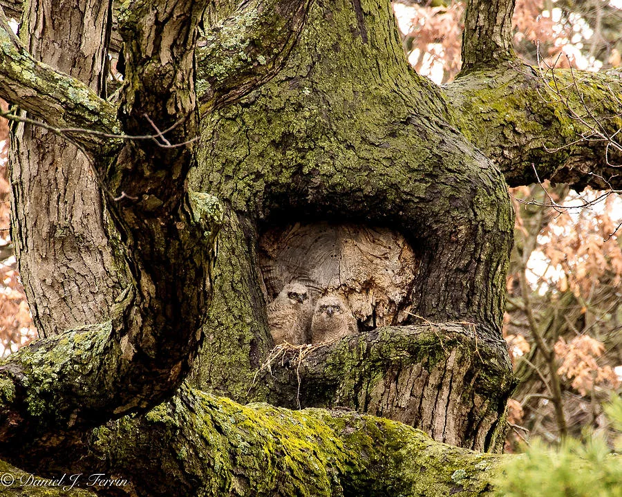 nesting sites