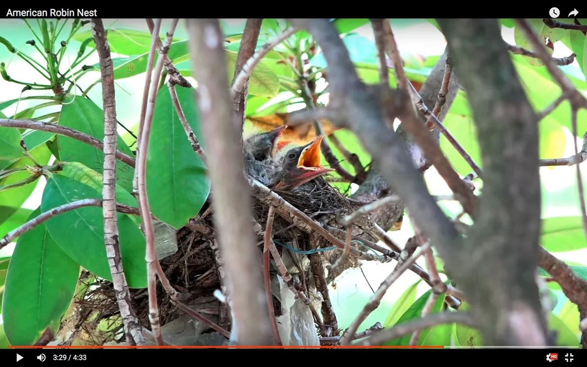 Nesting Spots in Nature: From Trees to Shrubs