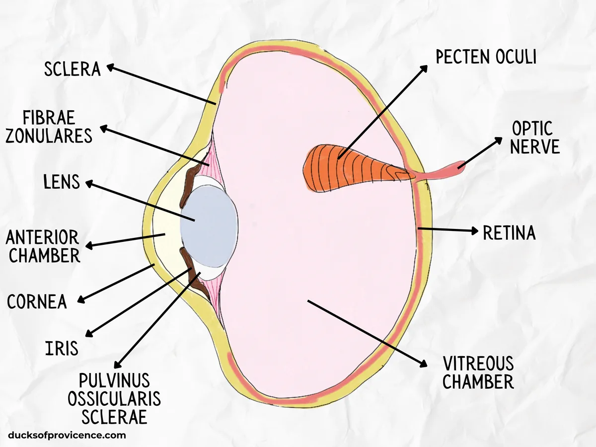 nictitating membrane