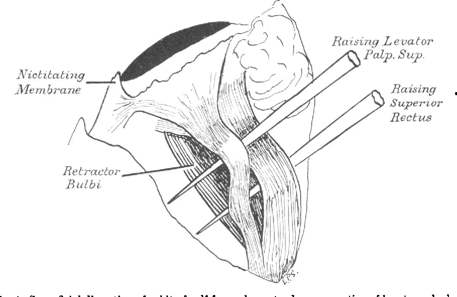 nictitating membrane