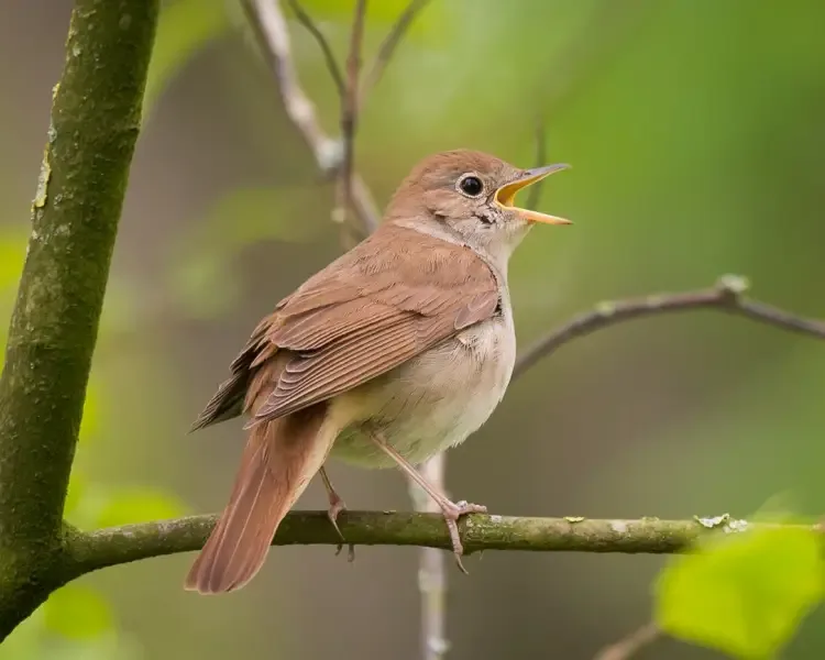 nightingale facts