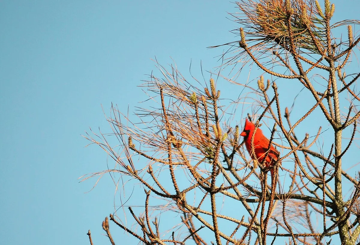 northern cardinal facts