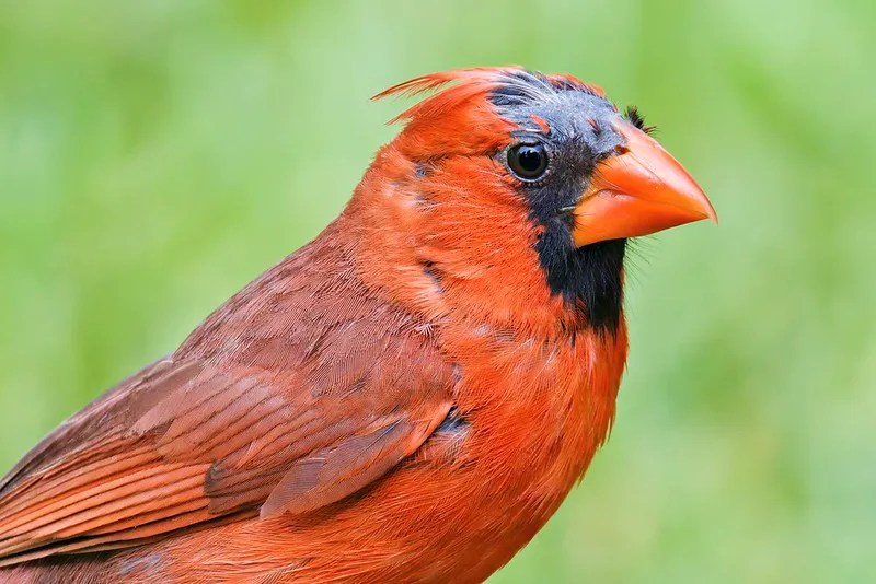 Northern Cardinal molting process