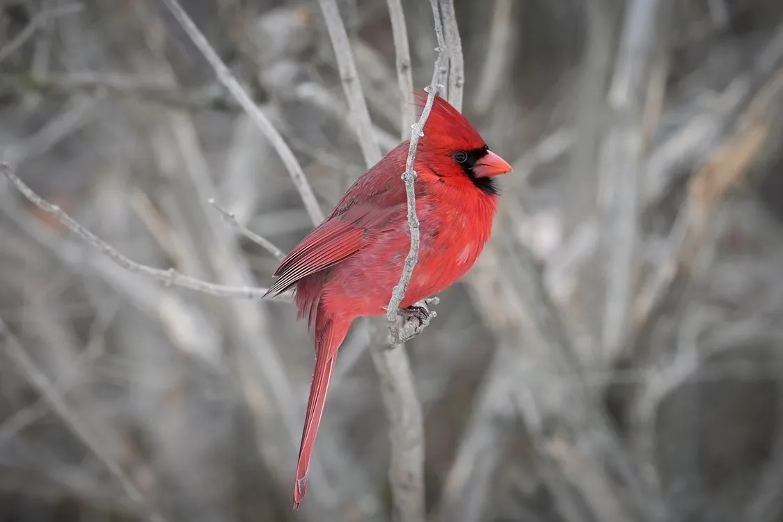 Northern Cardinal red male adult