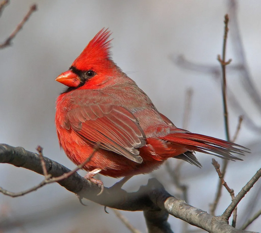Northern Cardinals