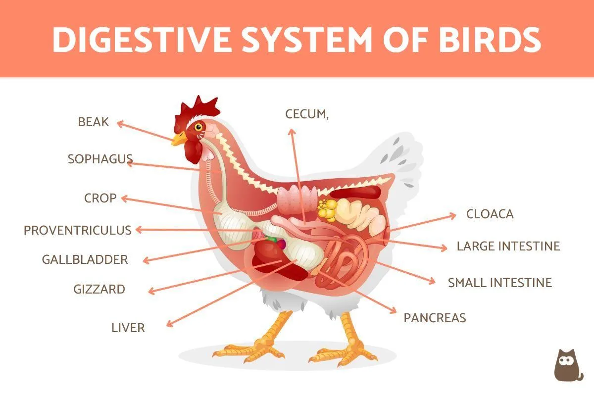 nutritional deficiencies in captive diets