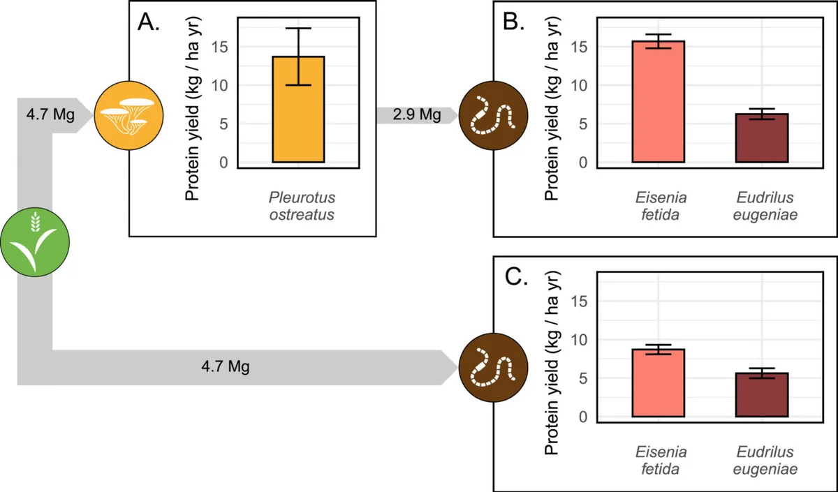 nutritional value of worms