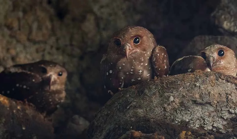 Oilbird