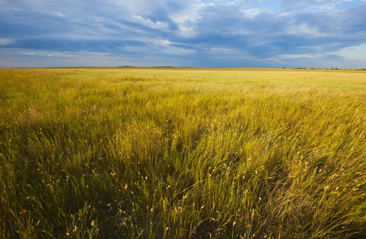 Open Grasslands