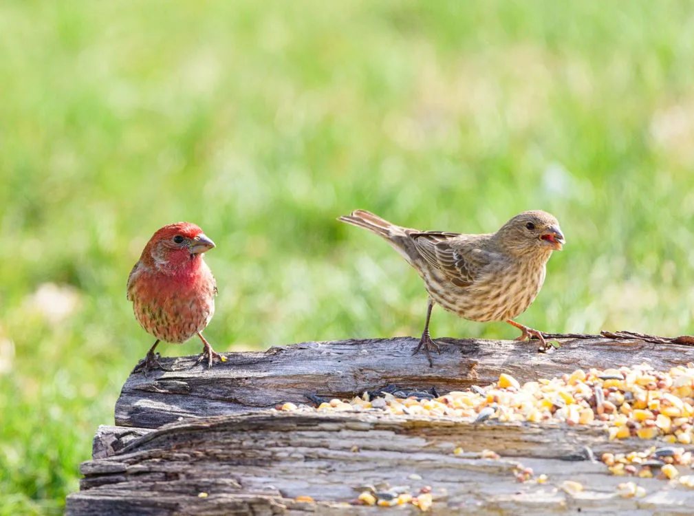 Opportunistic Feeding