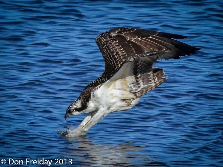 Osprey eye protection