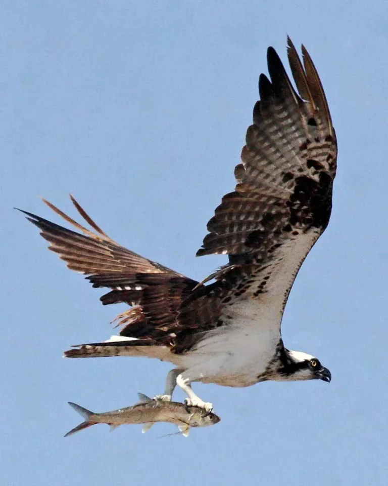 osprey facts