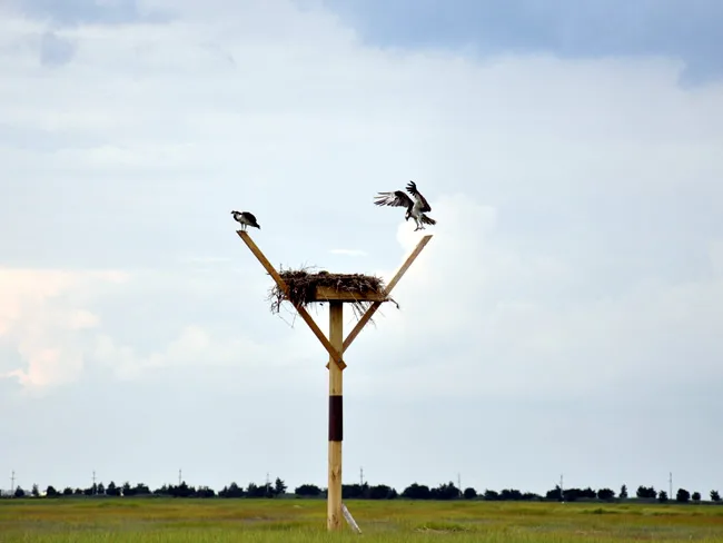 osprey nest