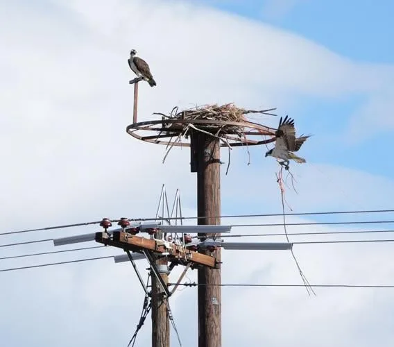 osprey nesting sites