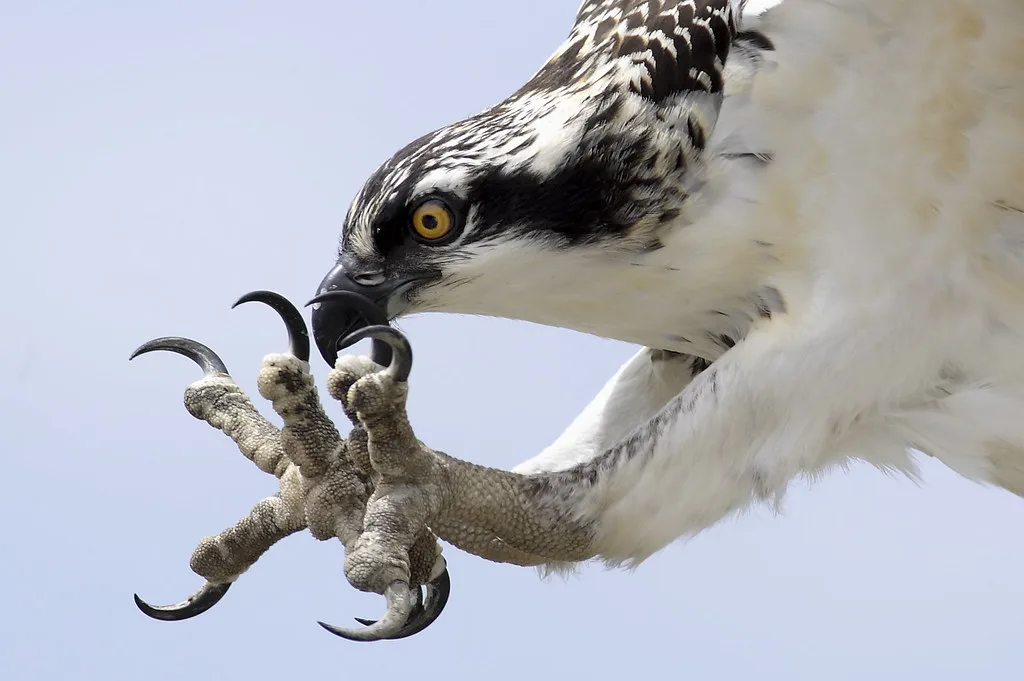 Osprey's talons and feet