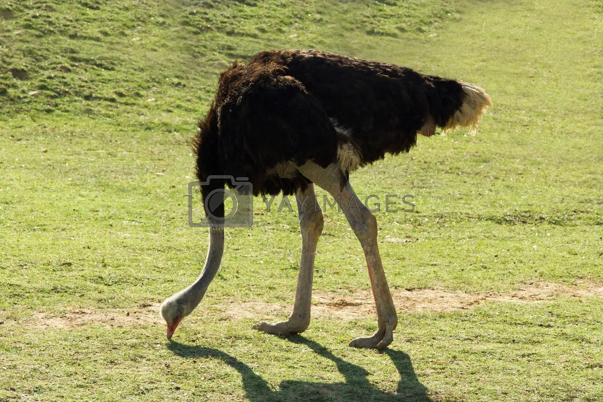 ostrich diet