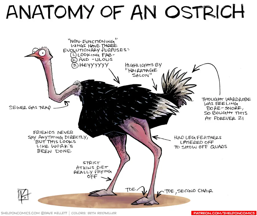 Ostrich Digestion Explained