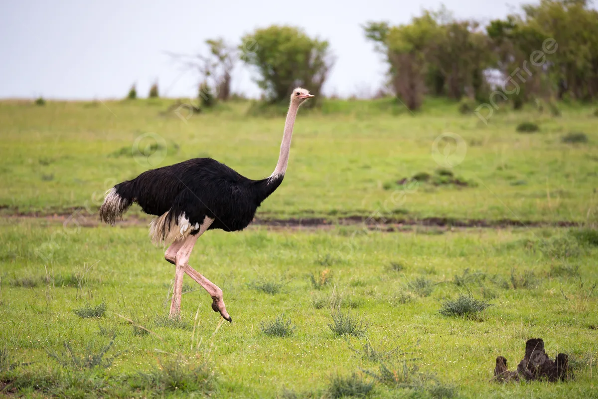 Ostrich Top Speed