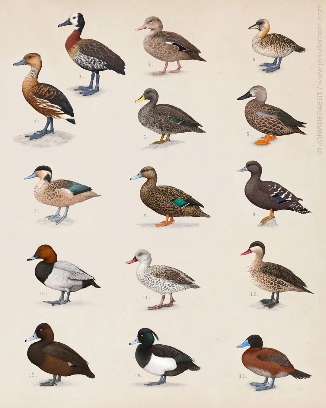 Other Small Duck Contenders