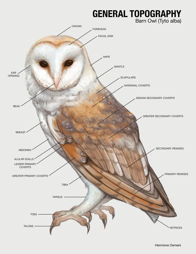 Owl necks