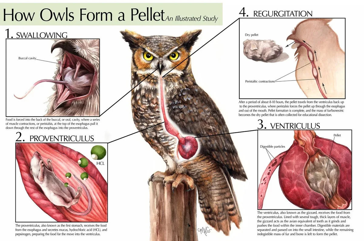 owl pellets