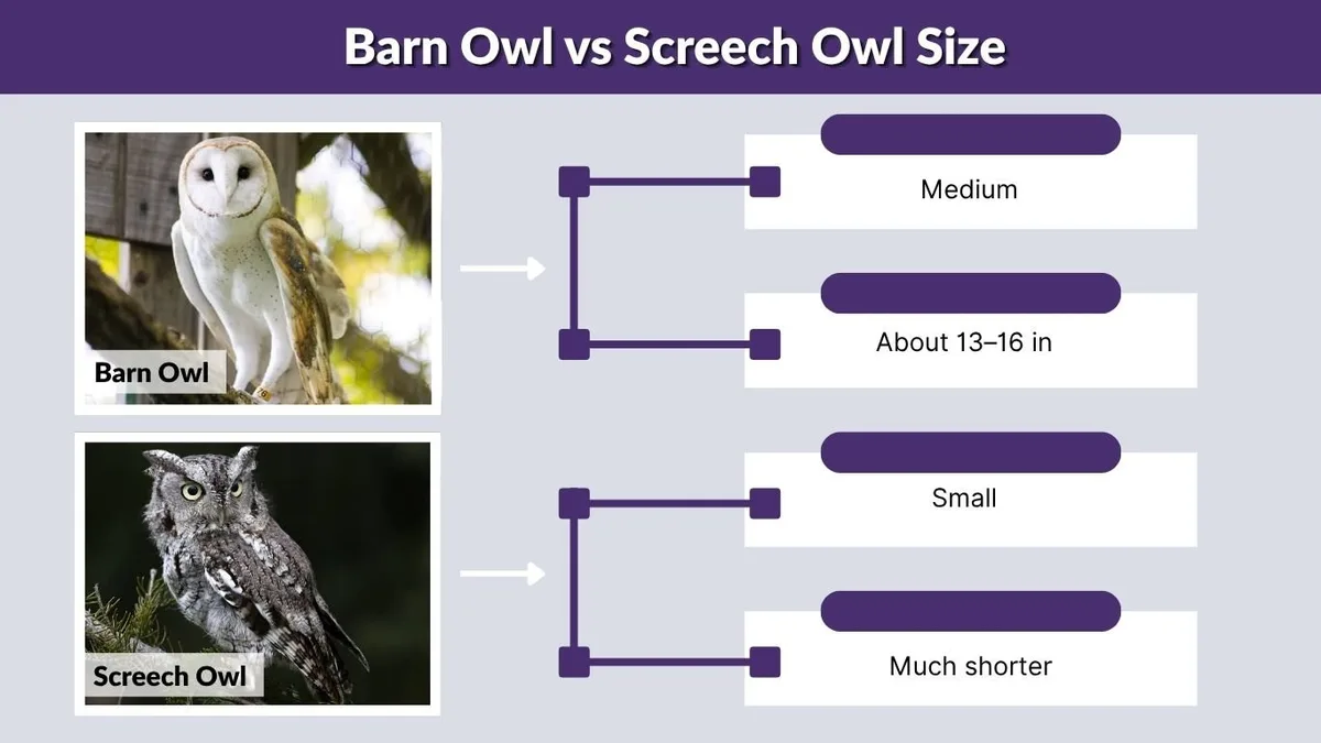 owl size comparison