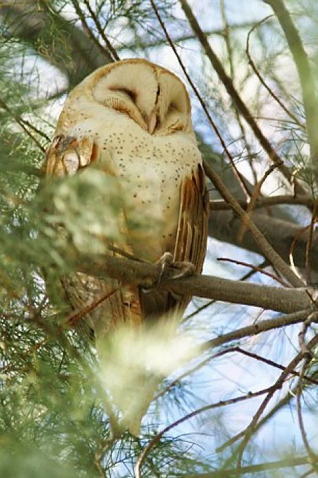 owl sleep