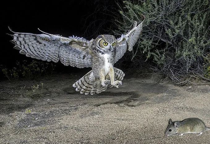 owl vision