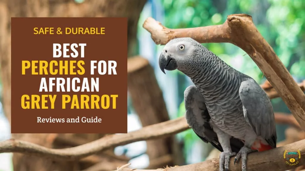 parrot behavior