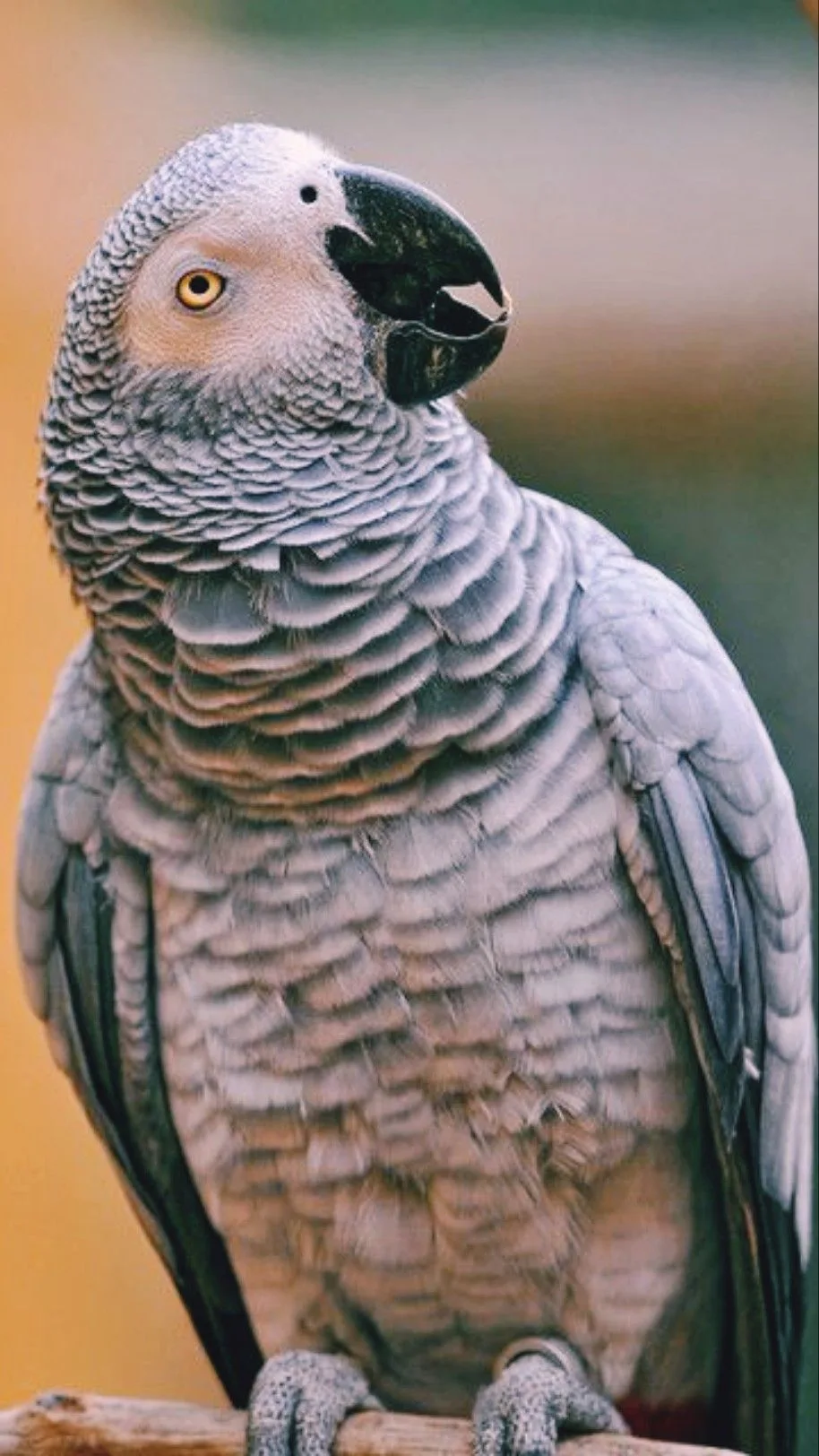 parrot vocalizations