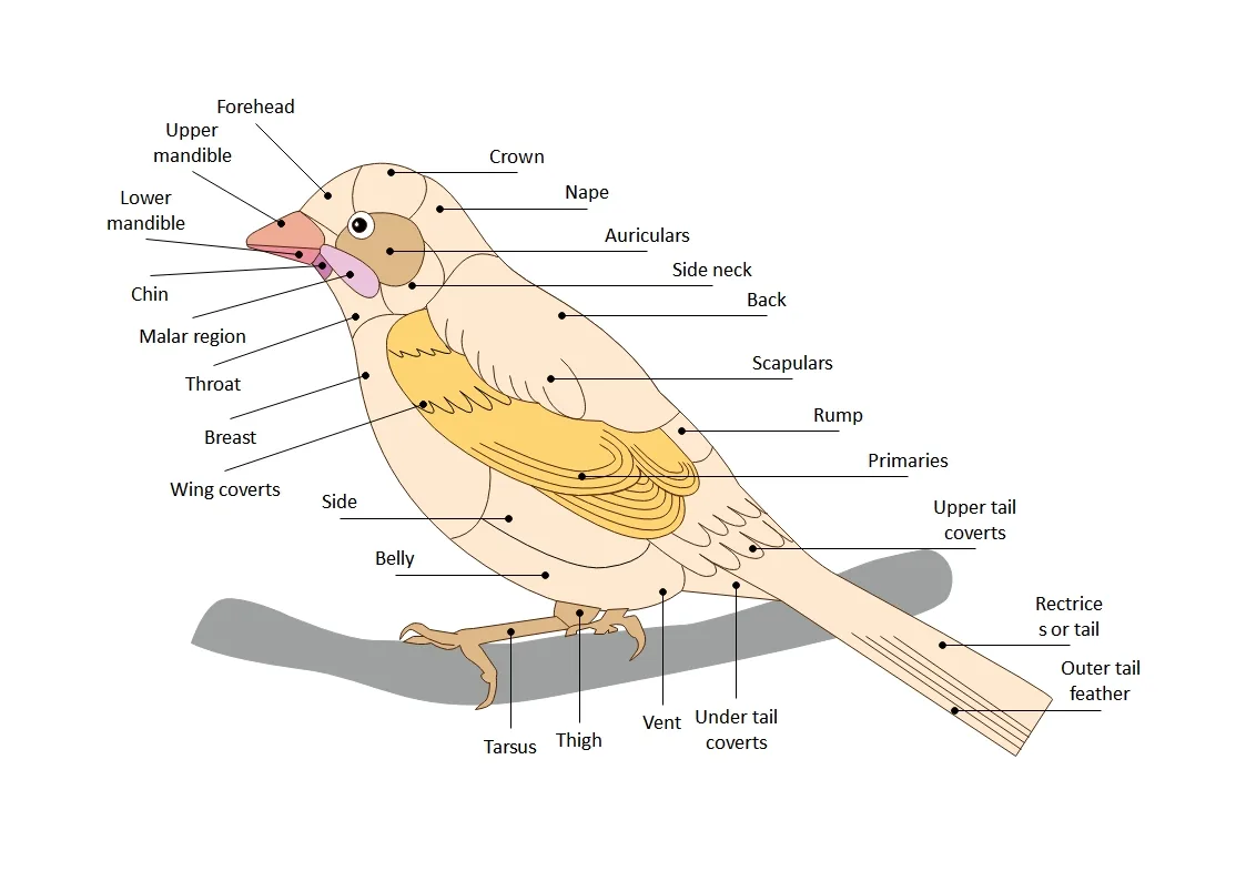 Passerines