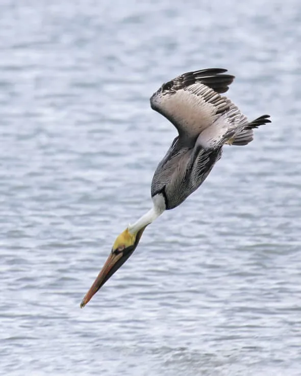 Pelecanus occidentalis