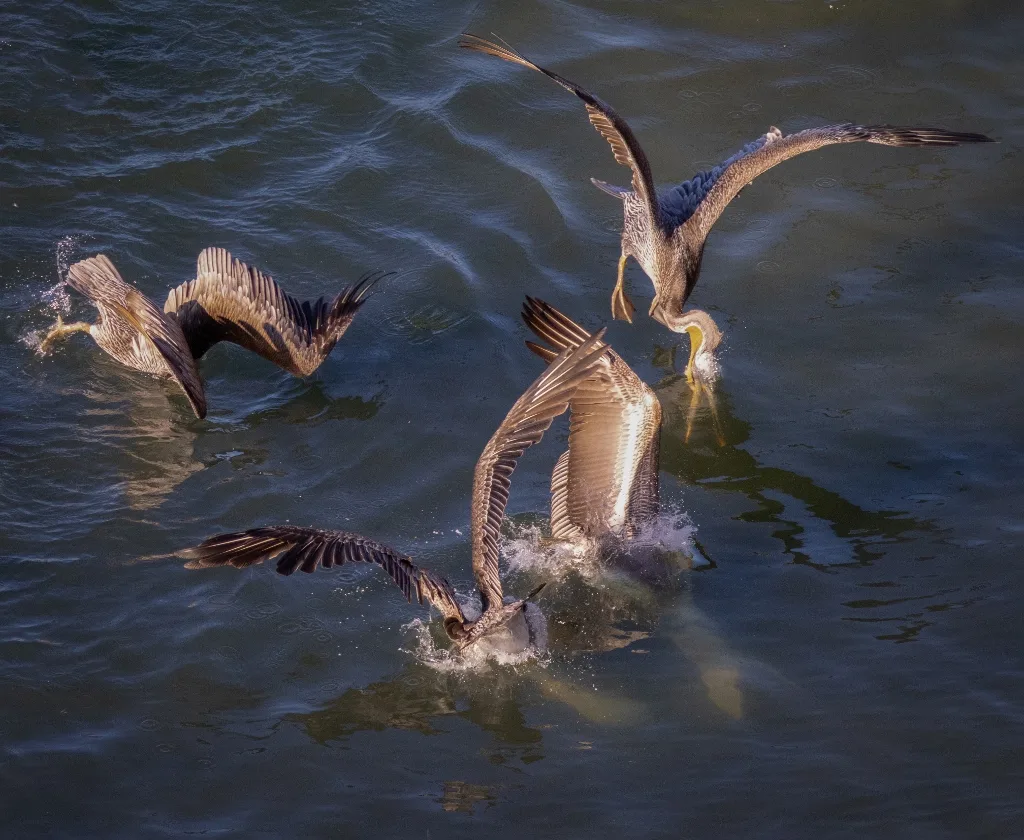 pelican dive