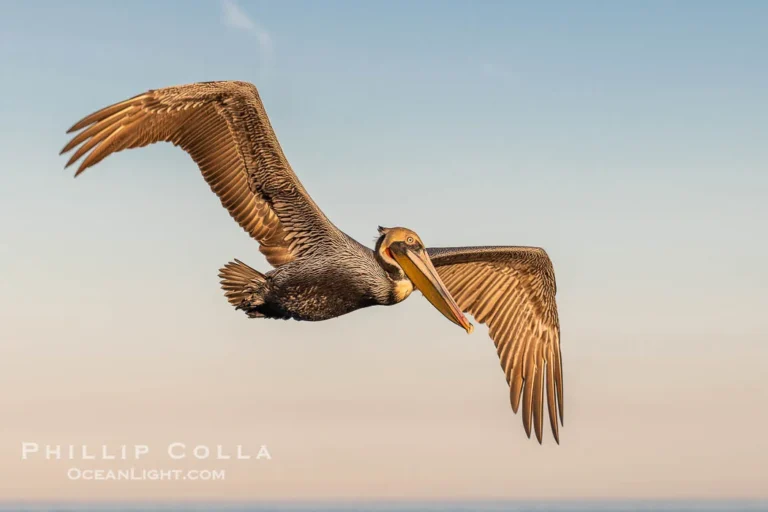 pelican facts