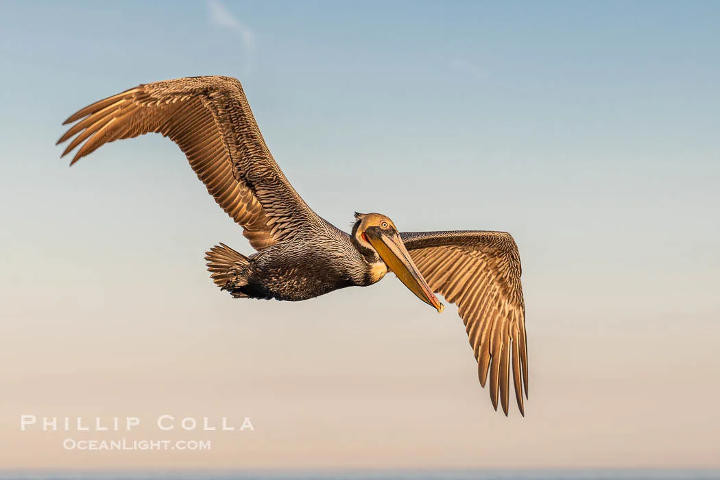 pelican facts