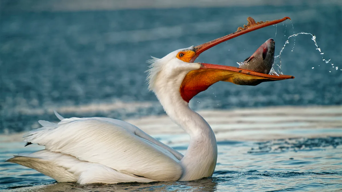 pelican fishing