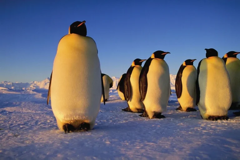 penguin lifespan