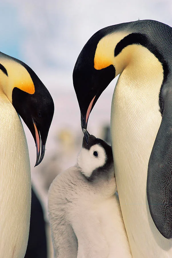 penguin parenting